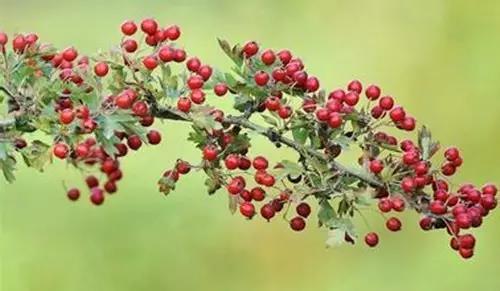 w88win优德(中国)官方网站